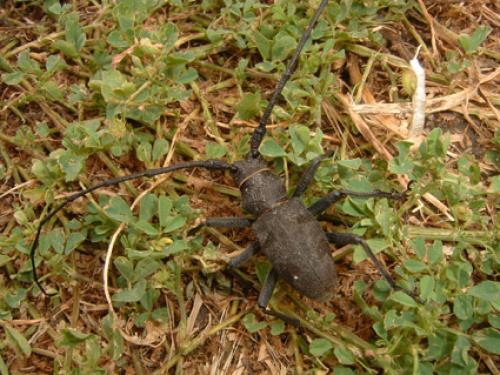 Morimus asper