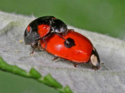 Réf. 2 711 : Adalia bipunctata bipunctata