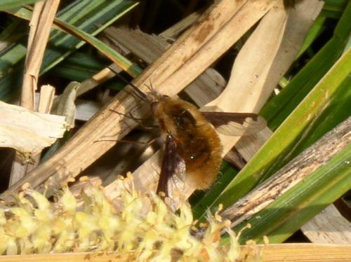 Bombylius major