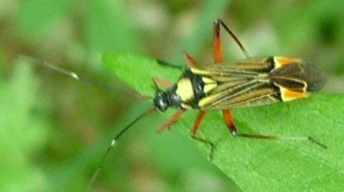 Miris striatus