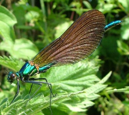 Calopteryx virgo