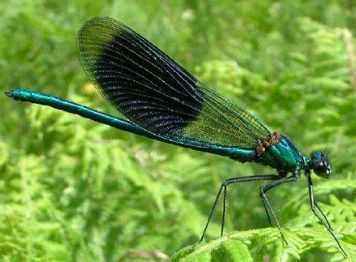 Réf. 2 621 : Calopteryx splendens splendens