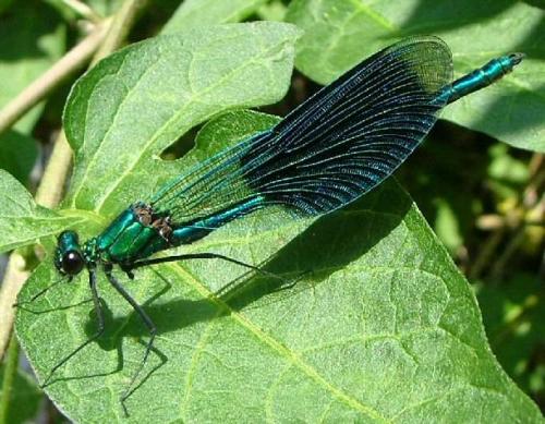 Réf. 2 622 : Calopteryx splendens splendens