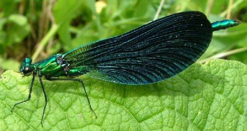 Calopteryx virgo meridionalis