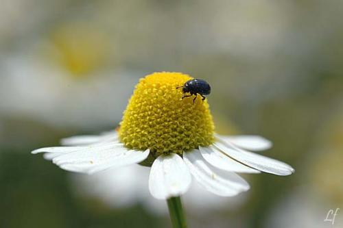 Meligethes sp.
