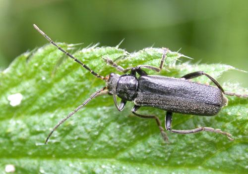 Réf. 2 315 : Cantharis tristis