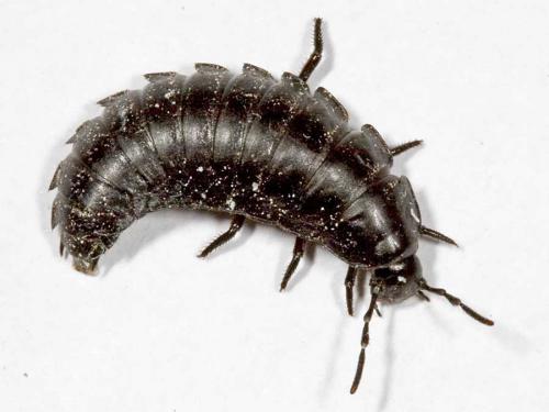Ablattaria laevigata