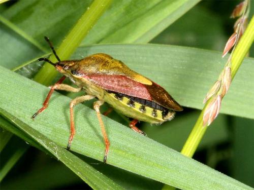 Carpocoris sp.