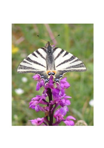 Iphiclides podalirius