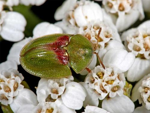 Cassida sanguinolenta