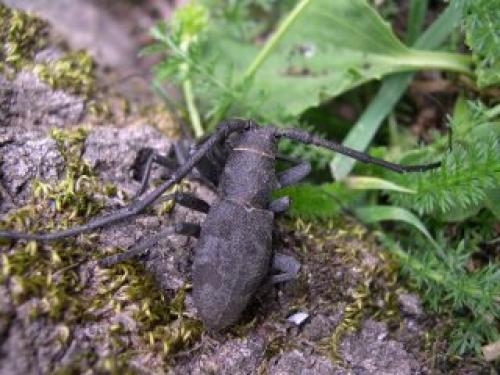 Morimus asper