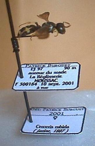 Cerceris rubida