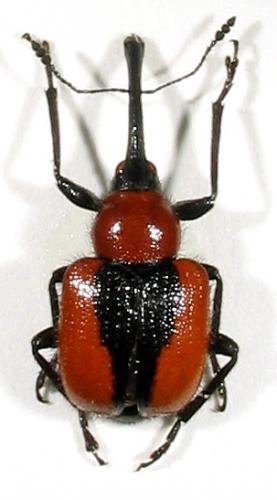 Réf. 2 045 : Mecorhis ungarica
