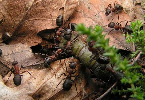 Formica rufa