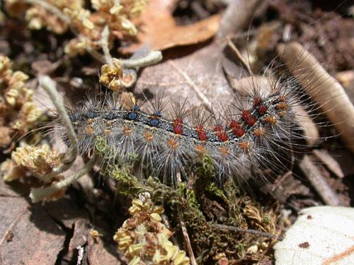 Lymantria dispar
