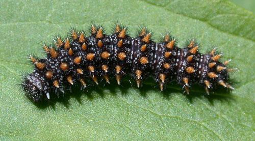 Réf. 2 312 : Melitaea athalia celadussa