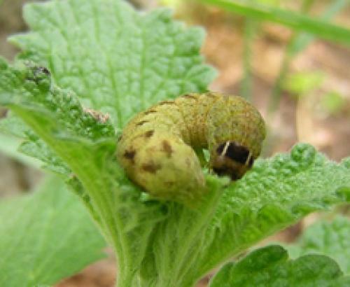 Agrochola sp.
