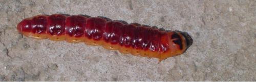 Réf. 2 166 : Cossus cossus