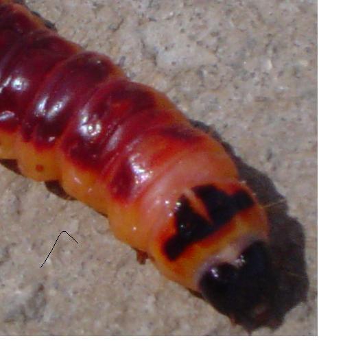Réf. 2 164 : Cossus cossus