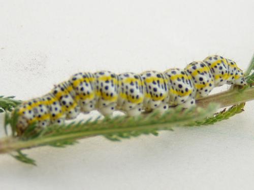 Réf. 2 963 : Cucullia tanaceti