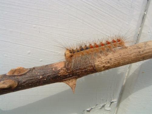 Lymantria dispar