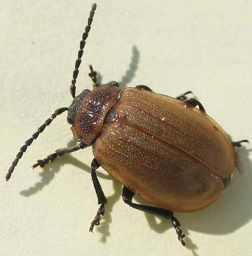 Galeruca pomonae