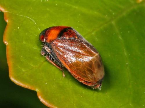 Penthimia nigra