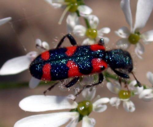 Trichodes leucopsideus