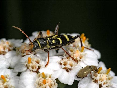Réf. 2 412 : Clytus rhamni