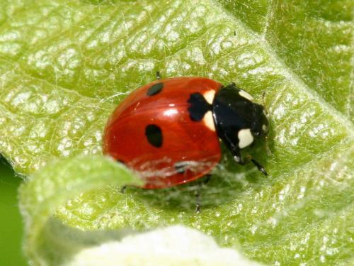 Coccinella septempunctata