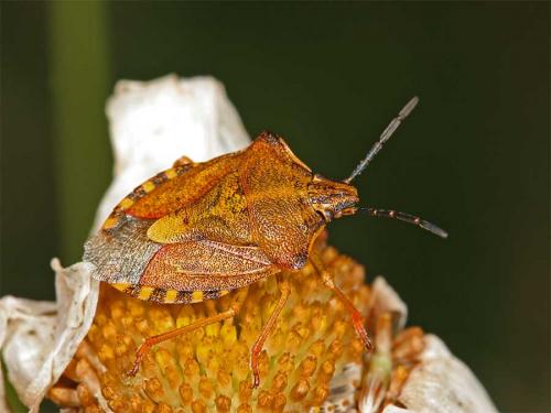 Carpocoris purpureipennis
