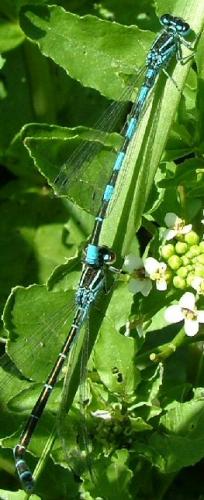 Coenagrion mercuriale