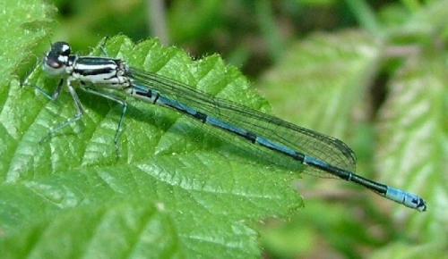 Réf. 2 019 : Coenagrion puella