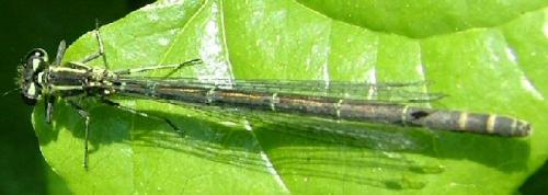 Coenagrion sp.