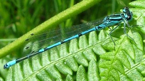 Coenagrion puella
