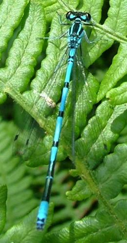 Coenagrion puella