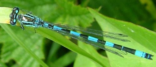 Coenagrion mercuriale