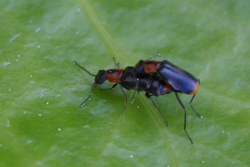 Axinotarsus sp.