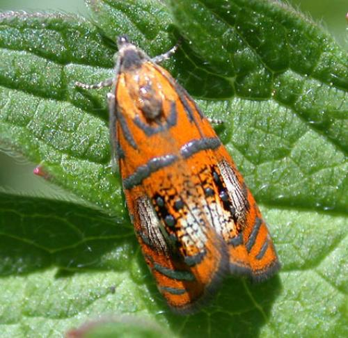 Olethreutes arcuella