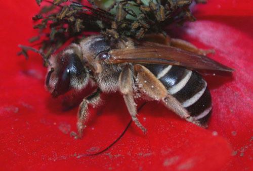 Halictus quadricinctus
