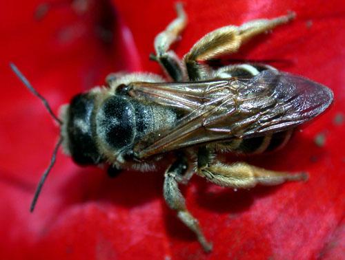 Halictus quadricinctus