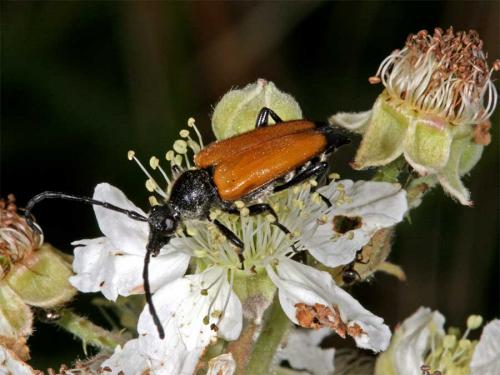 Stictoleptura fulva