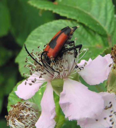 Réf. 2 888 : Stictoleptura cordigera