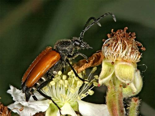 Stictoleptura fulva
