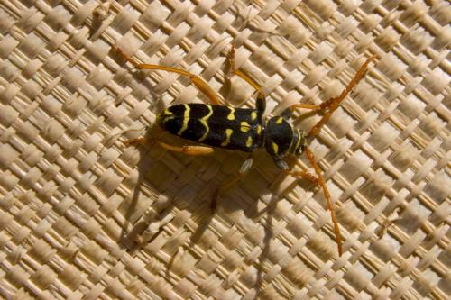 Réf. 2 365 : Plagionotus arcuatus