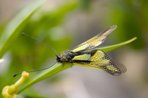 Libelloides coccajus