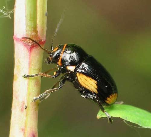 Cryptocephalus moraei