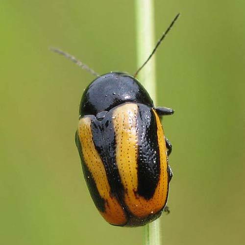 Cryptocephalus vittatus