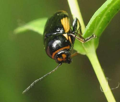 Réf. 2 345 : Cryptocephalus moraei