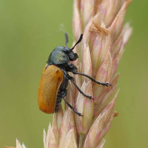 Réf. 2 755 : Labidostomis longimana